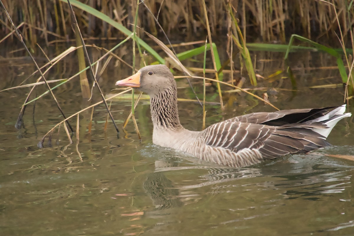Graylag Goose - ML645161094