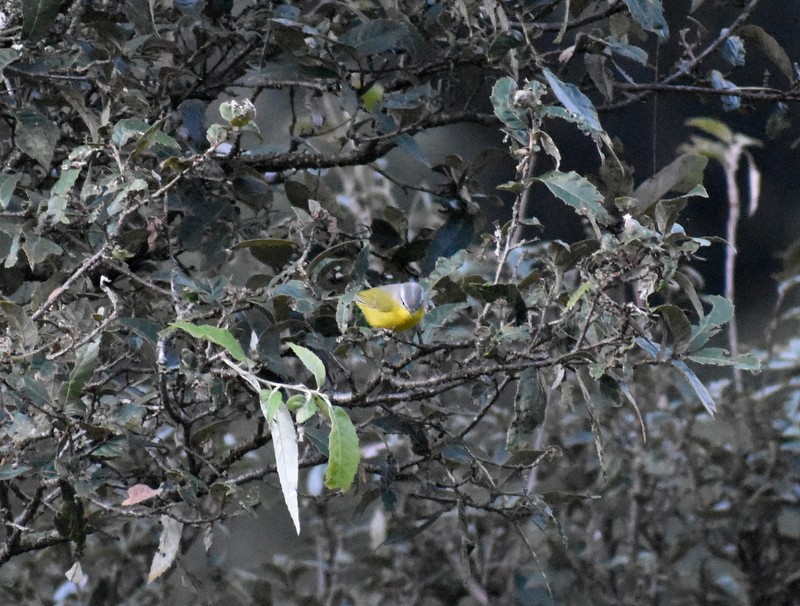 Graukopf-Laubsänger - ML645161100