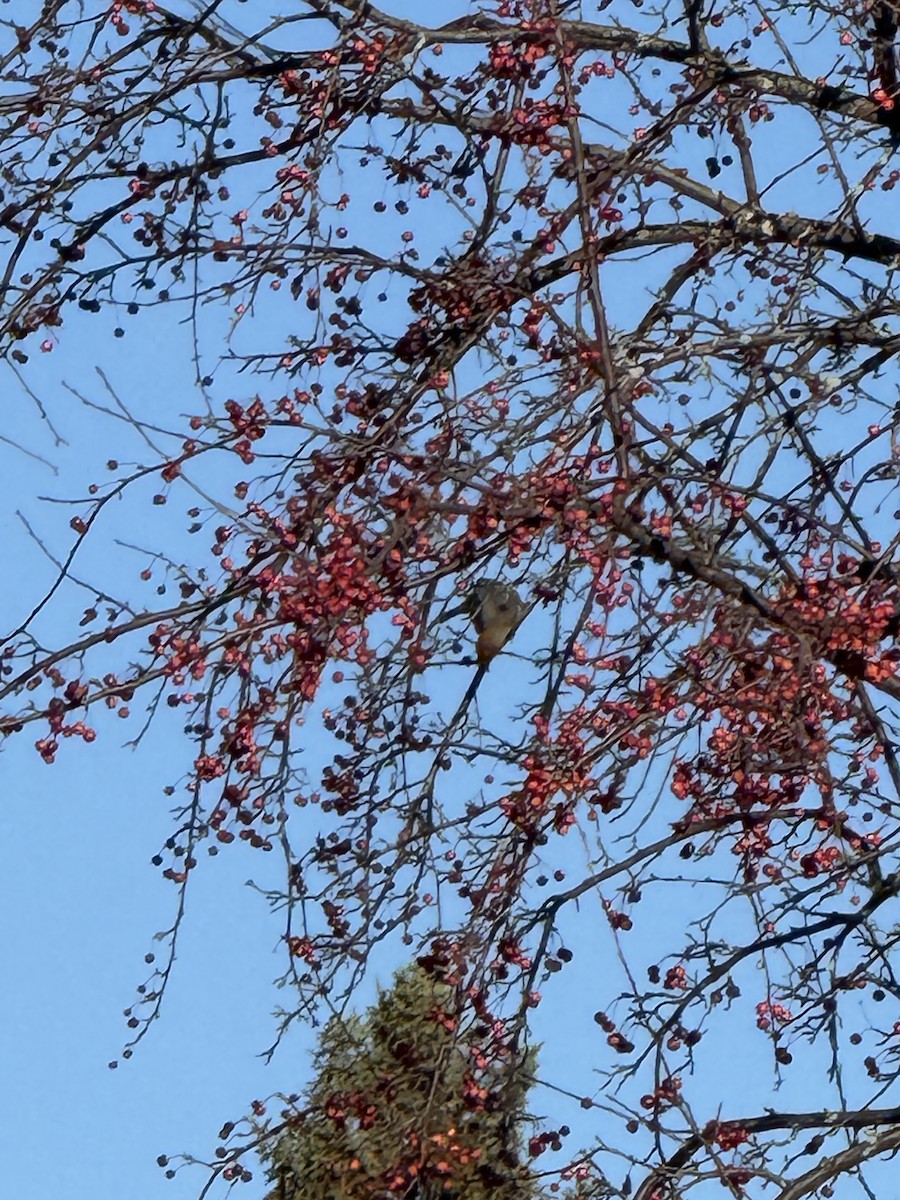 Hakengimpel - ML645161108