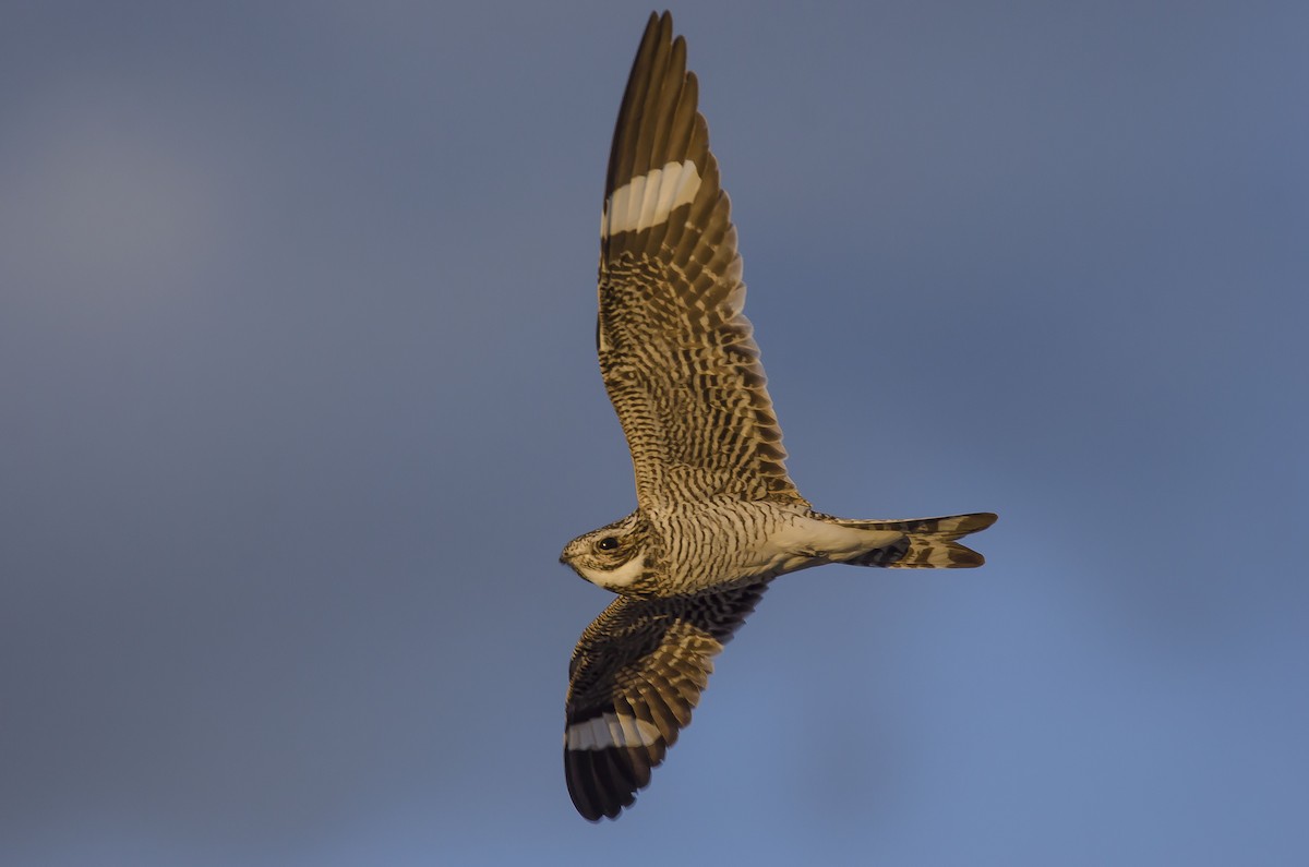 Common Nighthawk - Ronnie d'Entremont