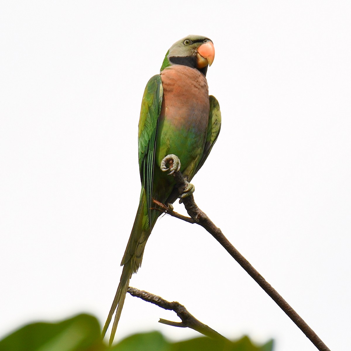 Red-breasted Parakeet - ML645161116