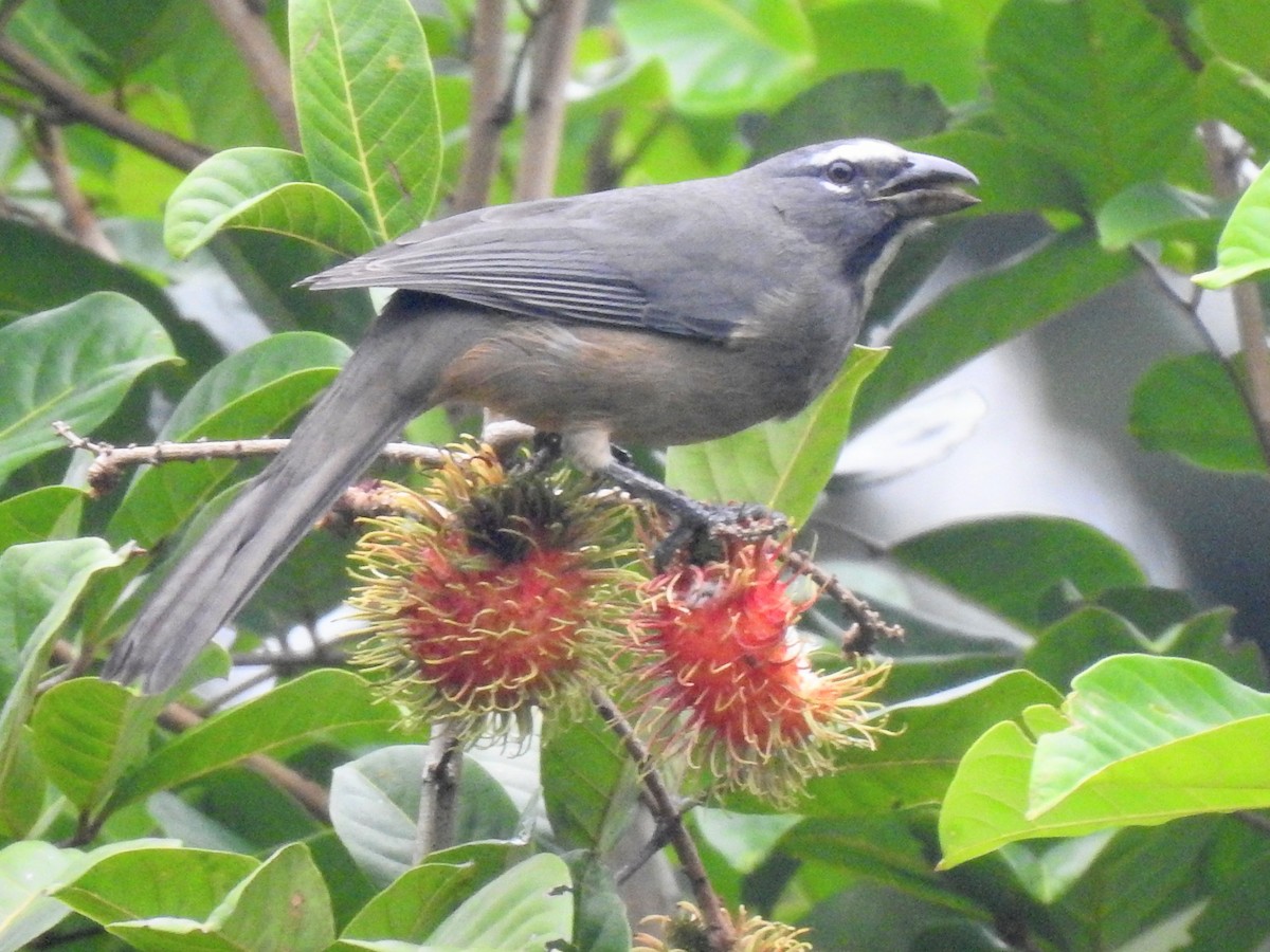 Cinnamon-bellied Saltator - ML645161118