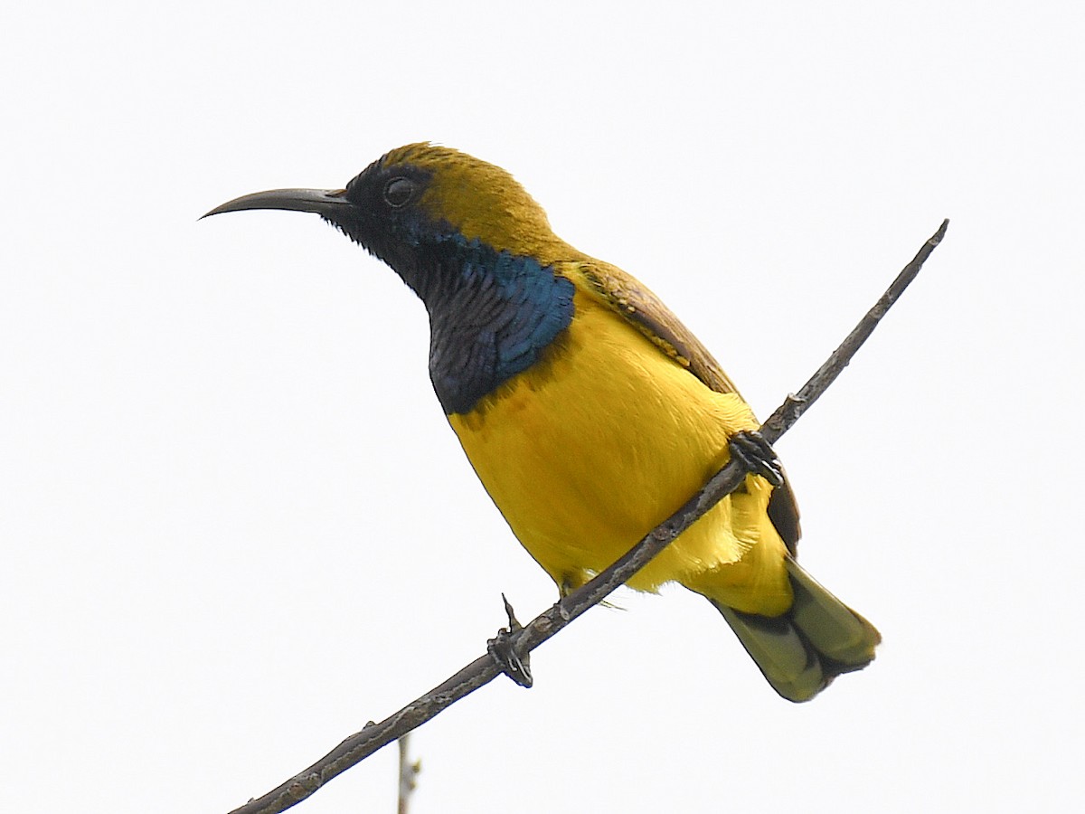 Ornate Sunbird - ML645161123