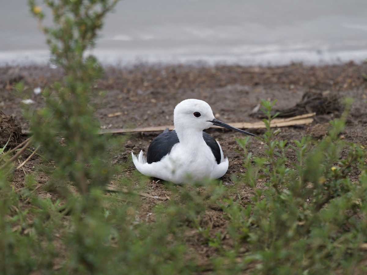 高蹺鴴 - ML645161125