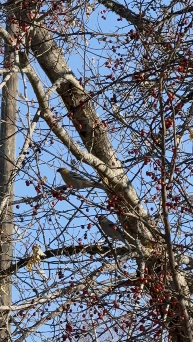 Hakengimpel - ML645161126