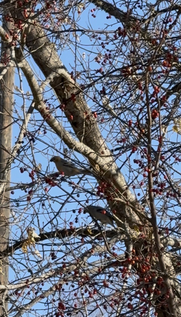 Hakengimpel - ML645161127