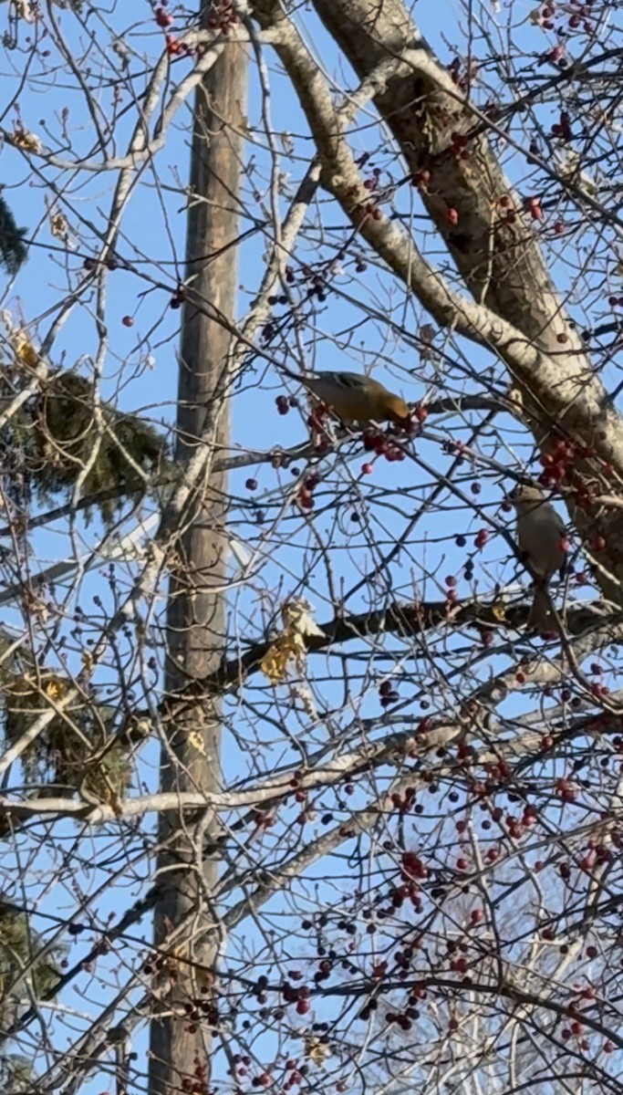 Hakengimpel - ML645161128