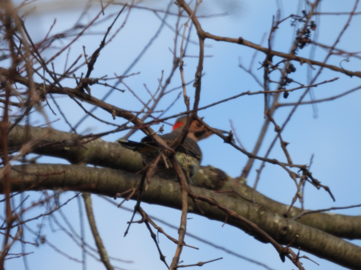 datel zlatý - ML645161132