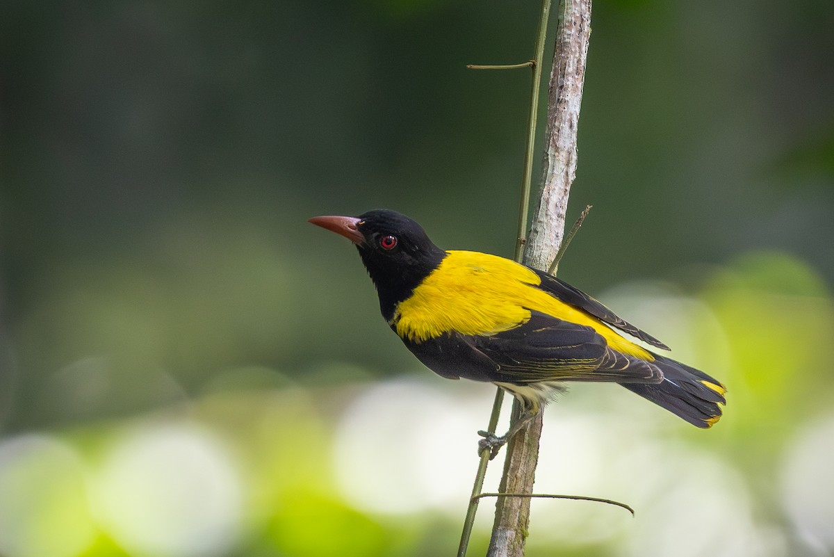 Dark-throated Oriole - ML645161140