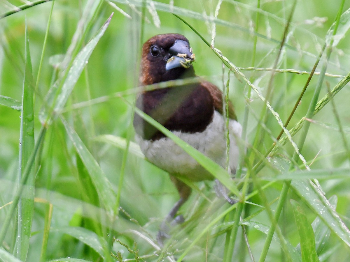 Javan Munia - ML645161146