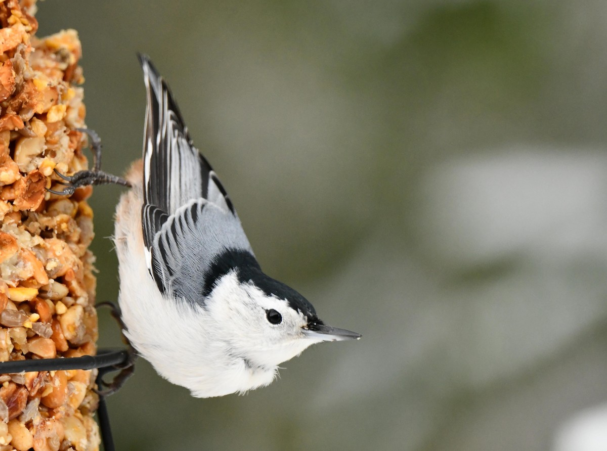 White-breasted Nuthatch - ML645161147