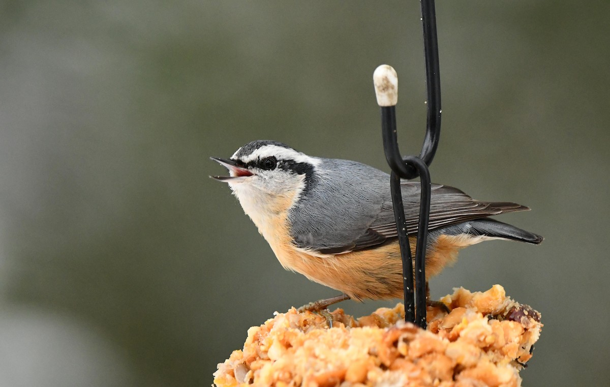 Red-breasted Nuthatch - ML645161158