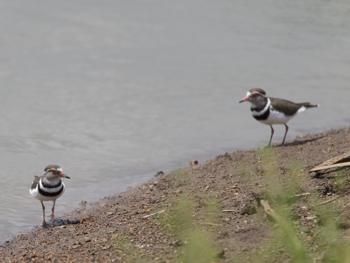 Chorlitejo Tricollar - ML645161159