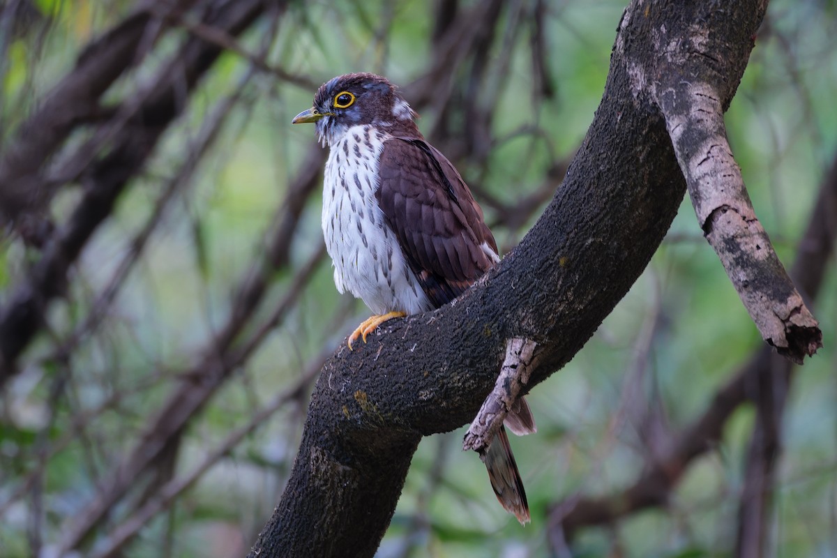 Northern Hawk-Cuckoo - ML645161187