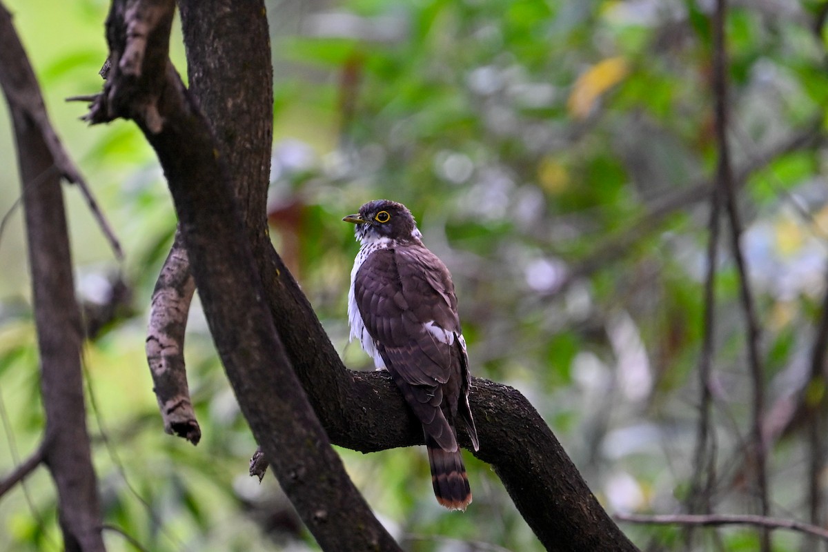 Northern Hawk-Cuckoo - ML645161203