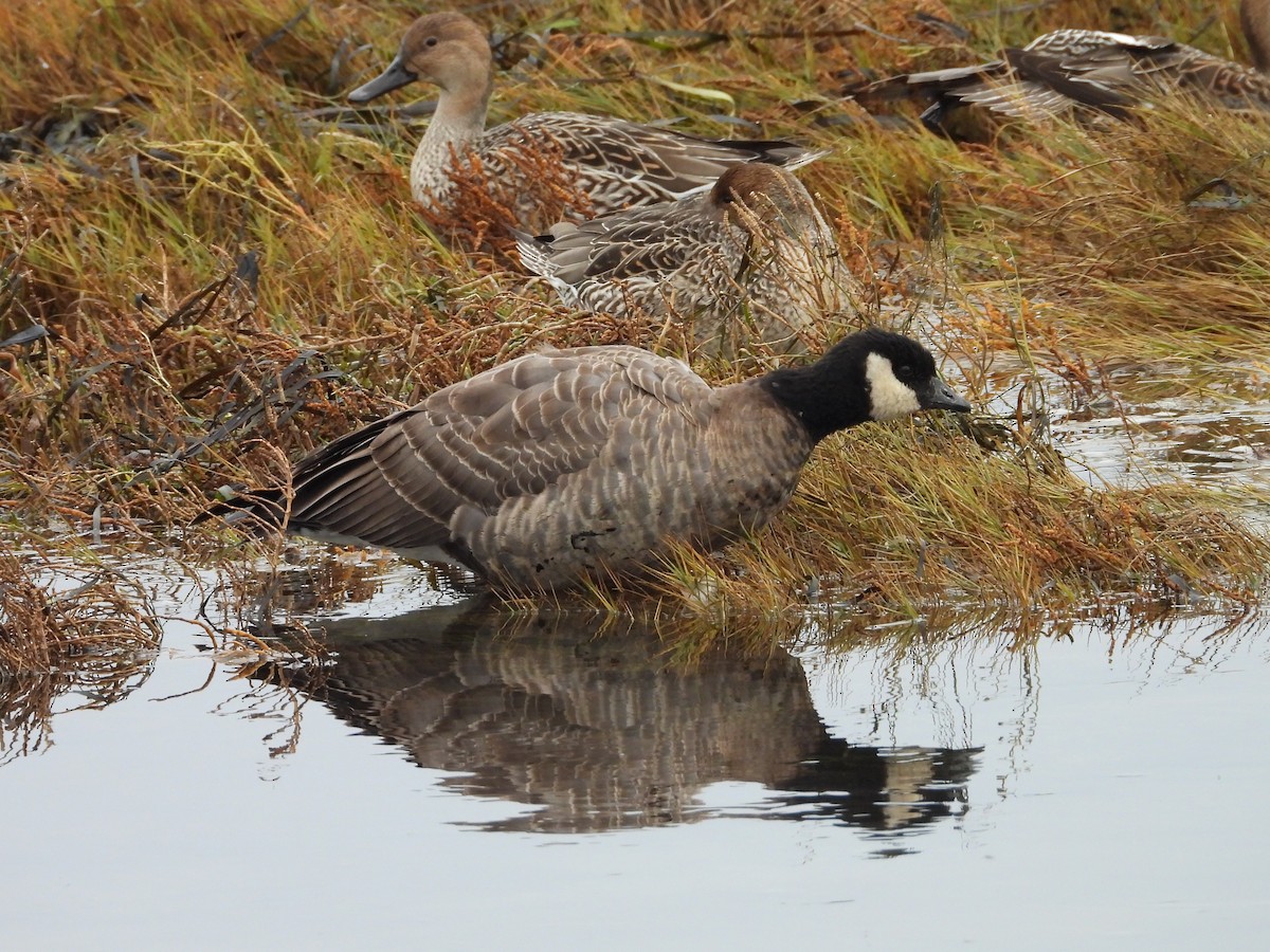 Cackling Goose - ML645161231