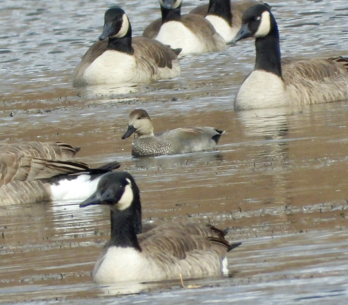 kopřivka obecná - ML645161306