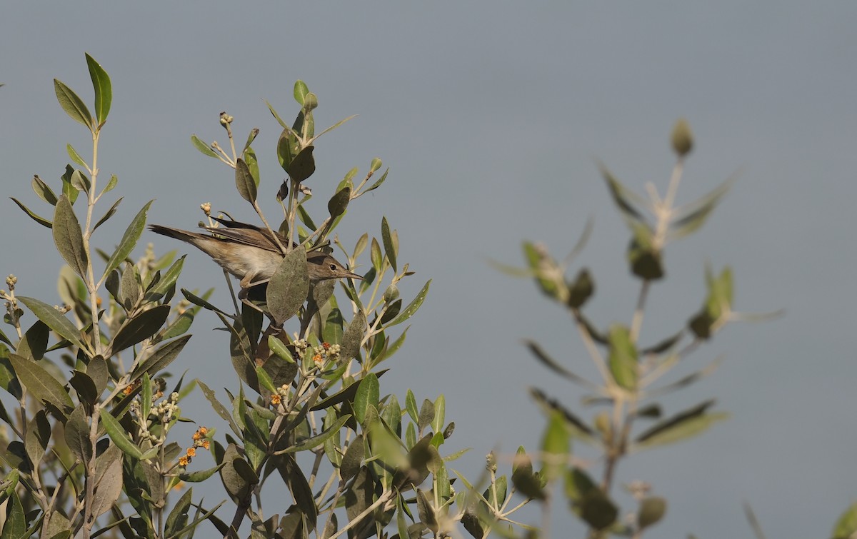 Common Reed Warbler (Mangrove) - ML645161309