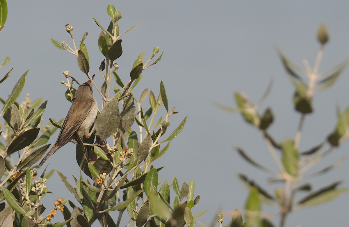 Common Reed Warbler (Mangrove) - ML645161327