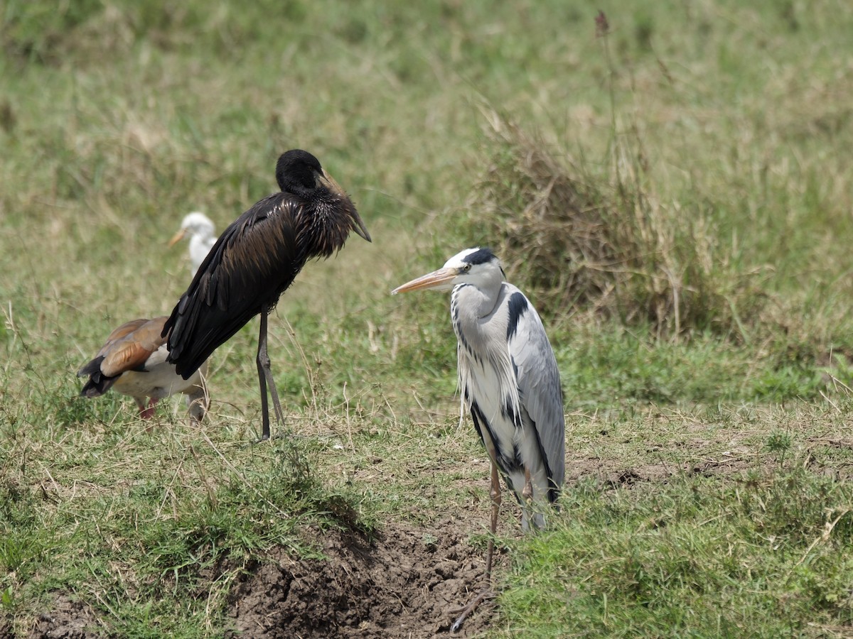 African Openbill - ML645161336
