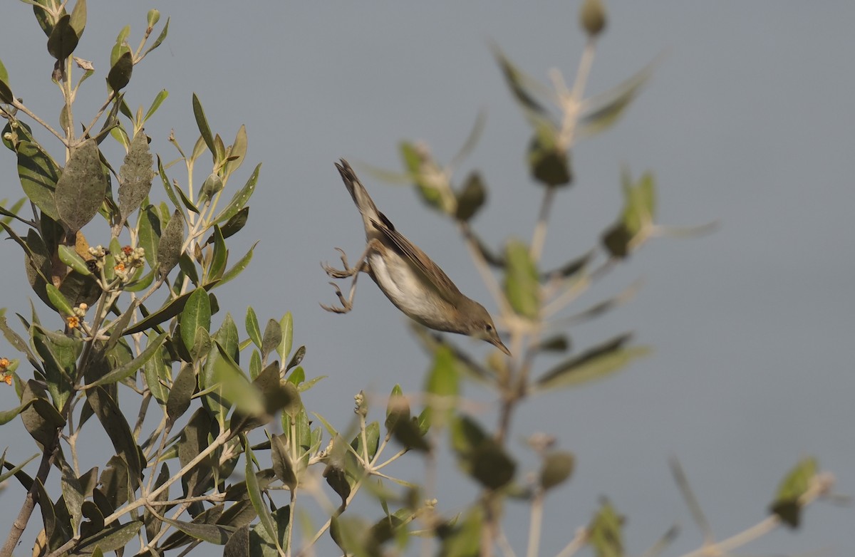 Common Reed Warbler (Mangrove) - ML645161337
