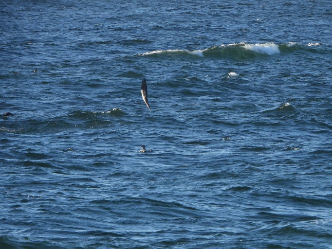 Fou de Bassan - ML645161346