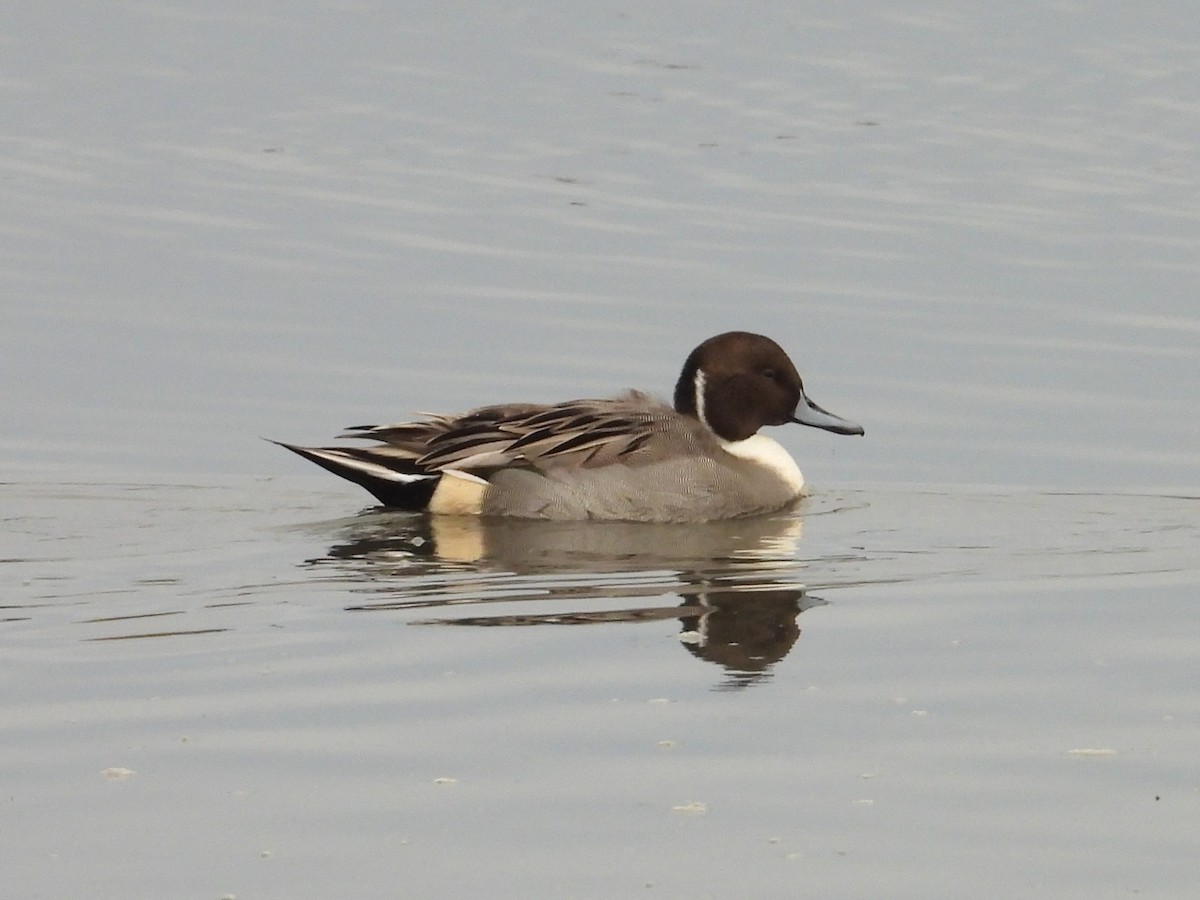 Canard pilet - ML645161347