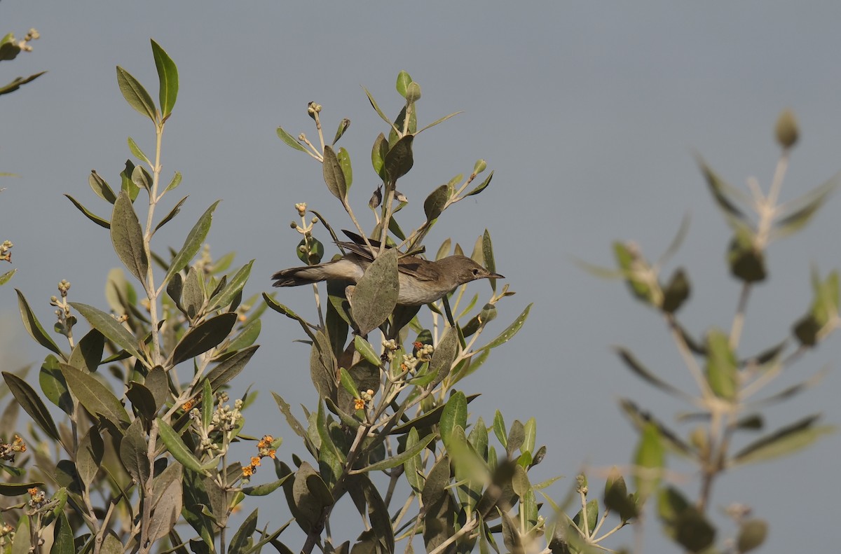 Rousserolle effarvatte (avicenniae) - ML645161348