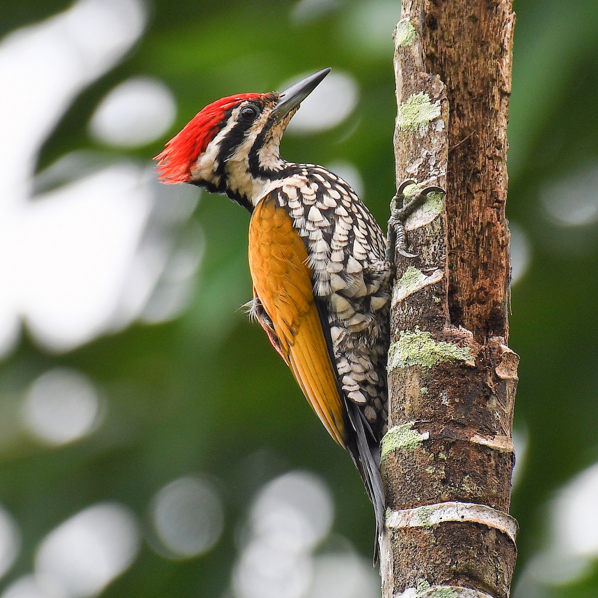 Pic à dos rouge - ML645161350