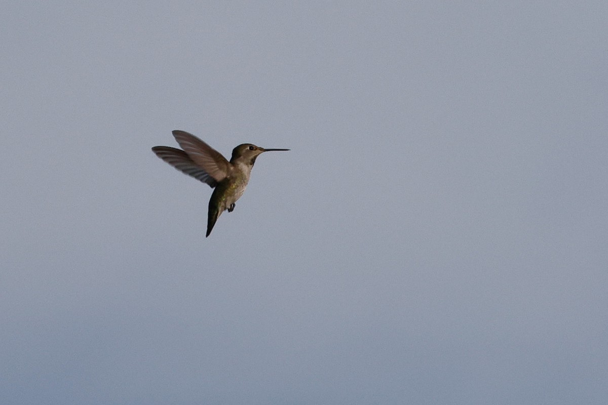 trochilidé sp. - ML645161352