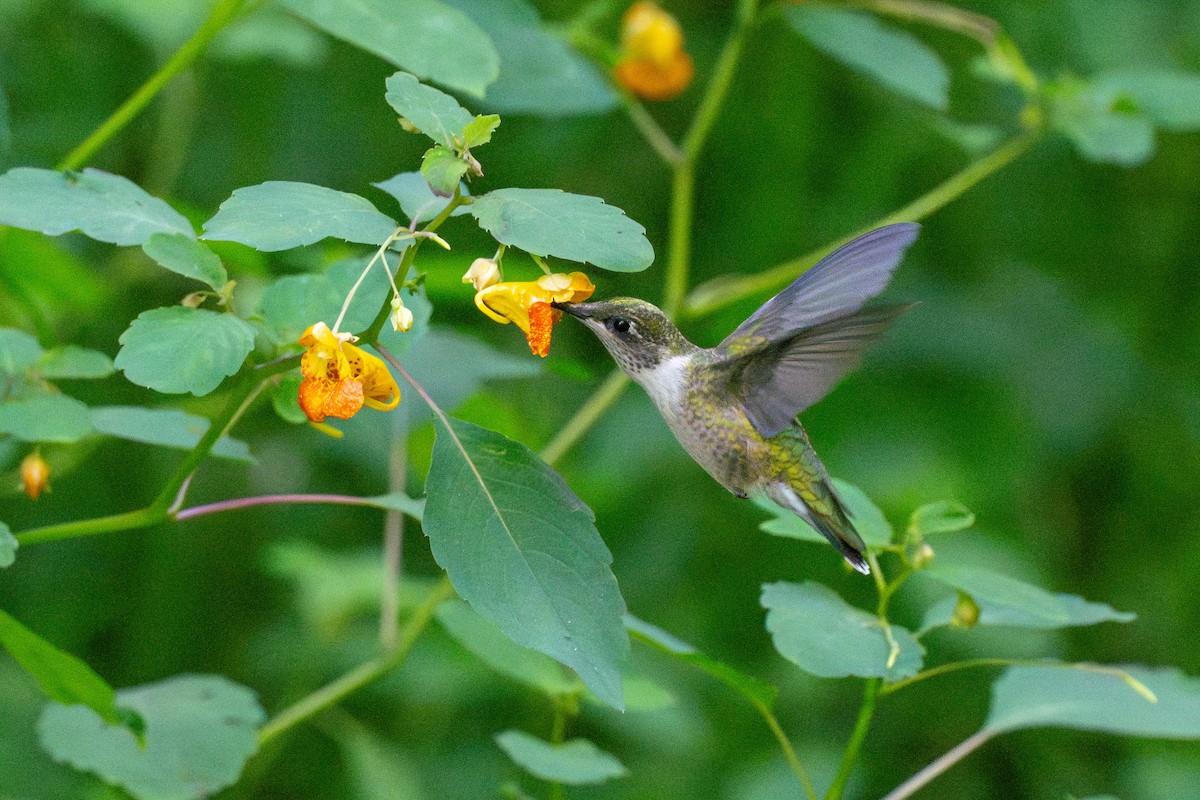 Colibri à gorge rubis - ML645161354
