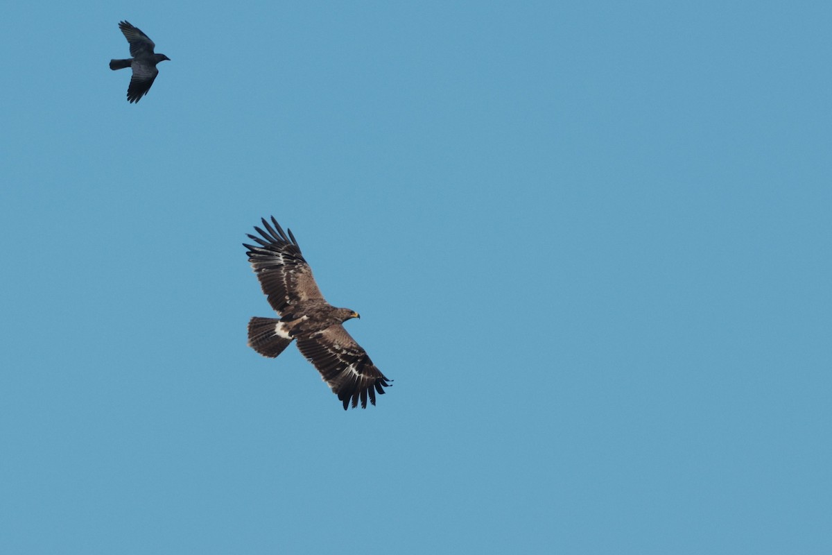 Aigle des steppes - ML645161359