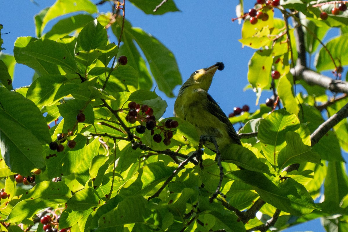 Piranga écarlate - ML645161361