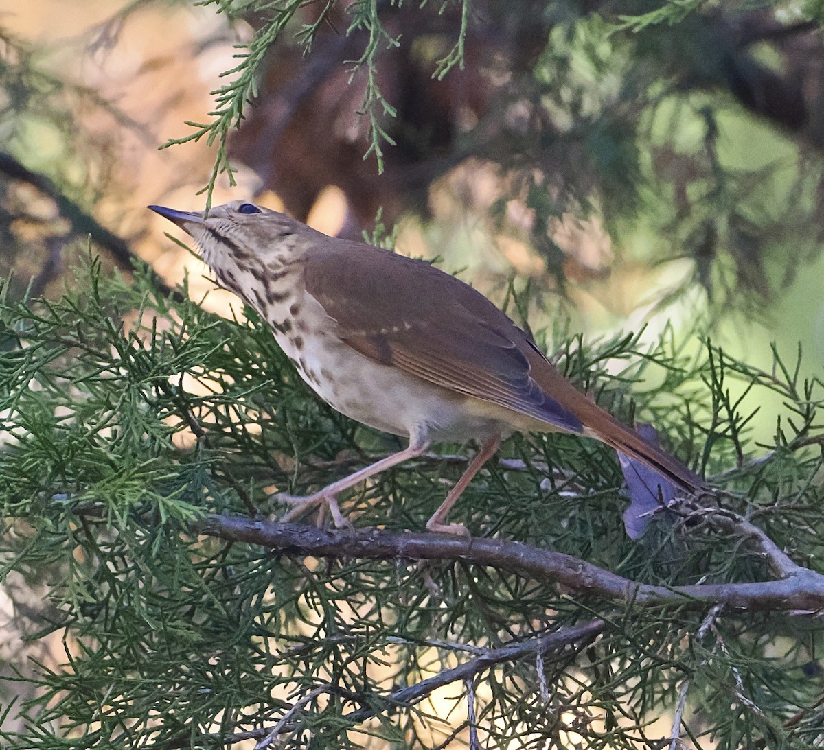 Grive solitaire - ML645161362