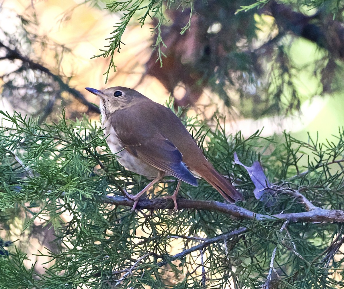 Grive solitaire - ML645161363