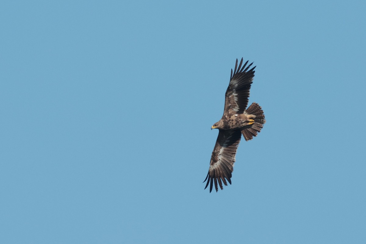 Aigle des steppes - ML645161364