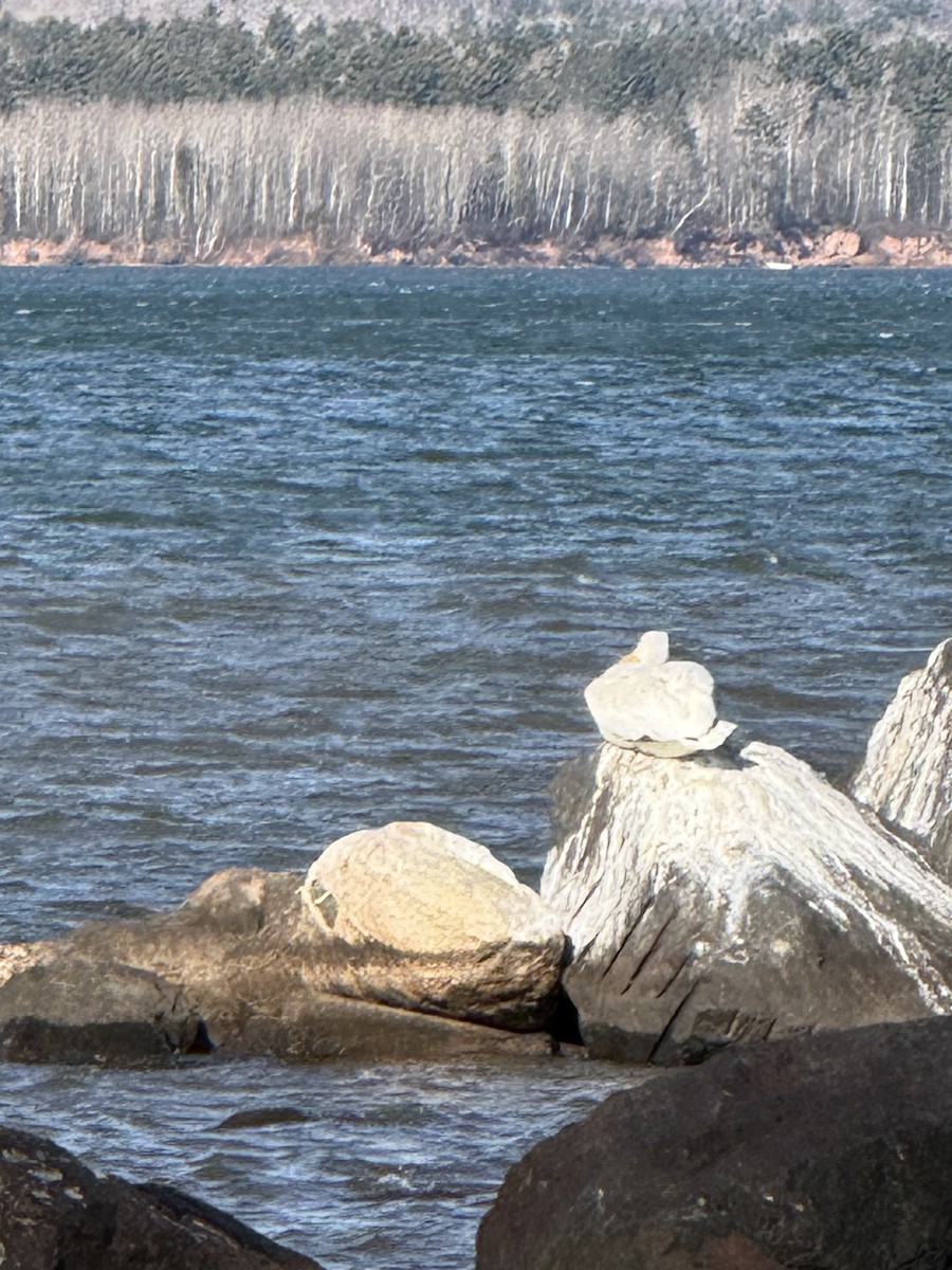 American White Pelican - ML645161366