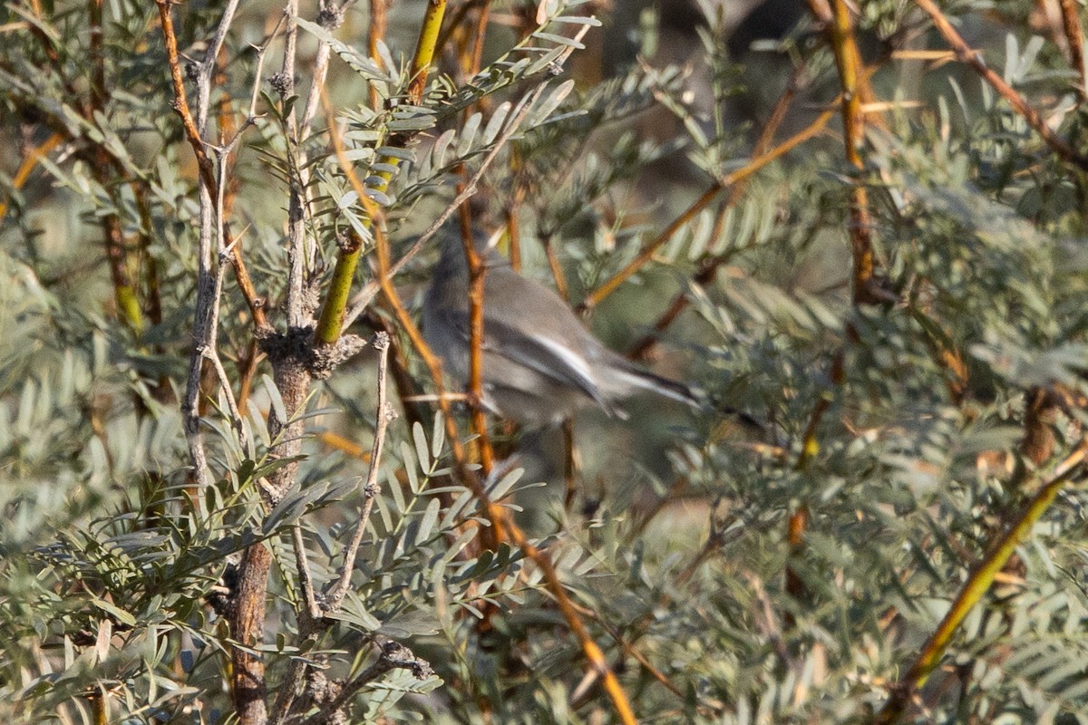 Gobemoucheron à queue noire - ML645161370