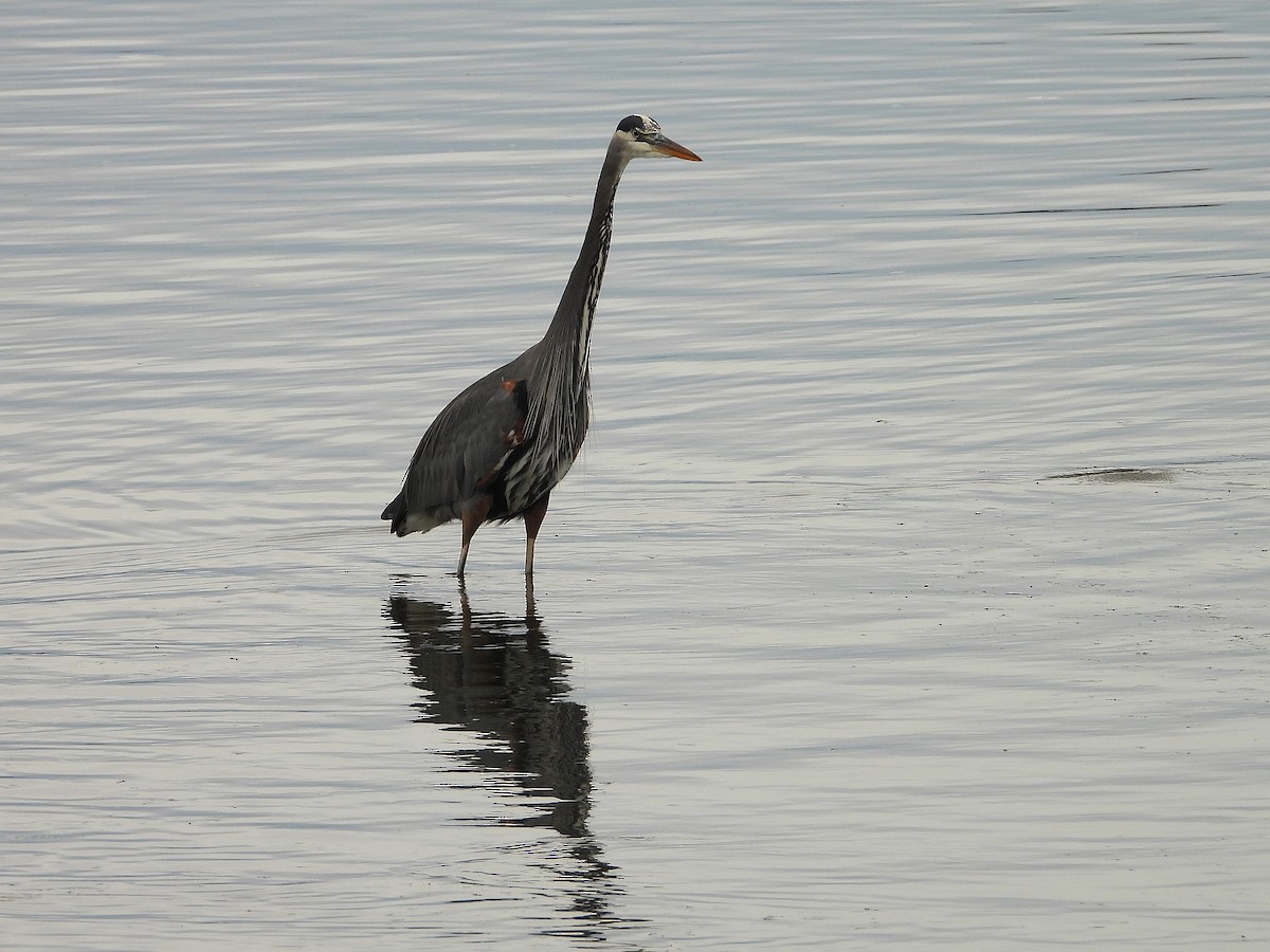 Grand Héron - ML645161372