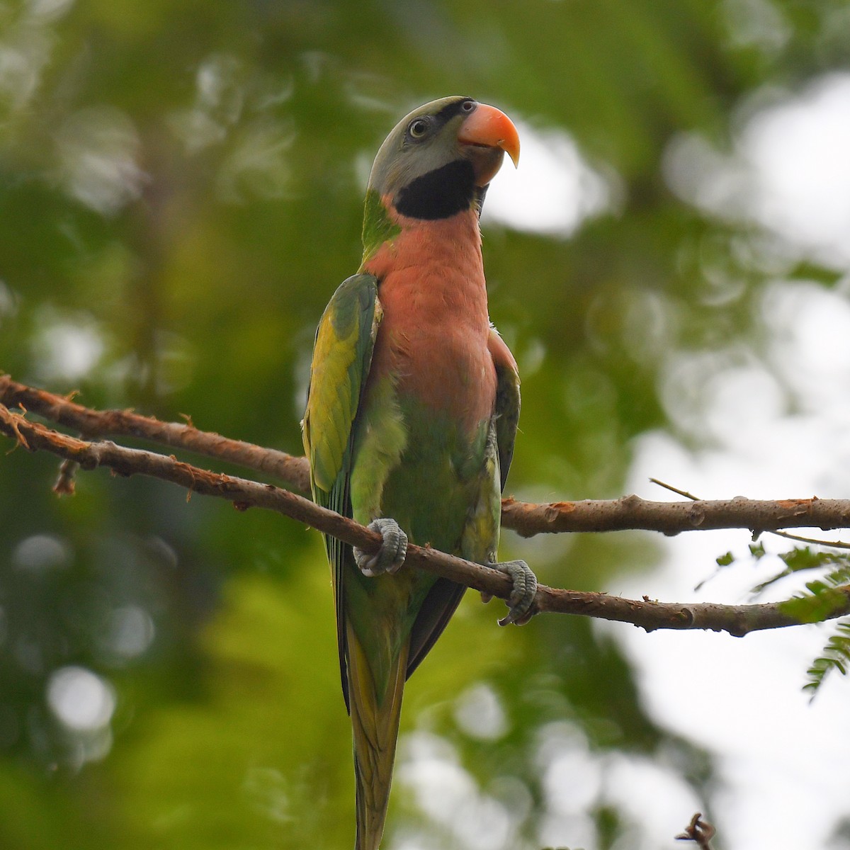 Perruche à moustaches - ML645161373