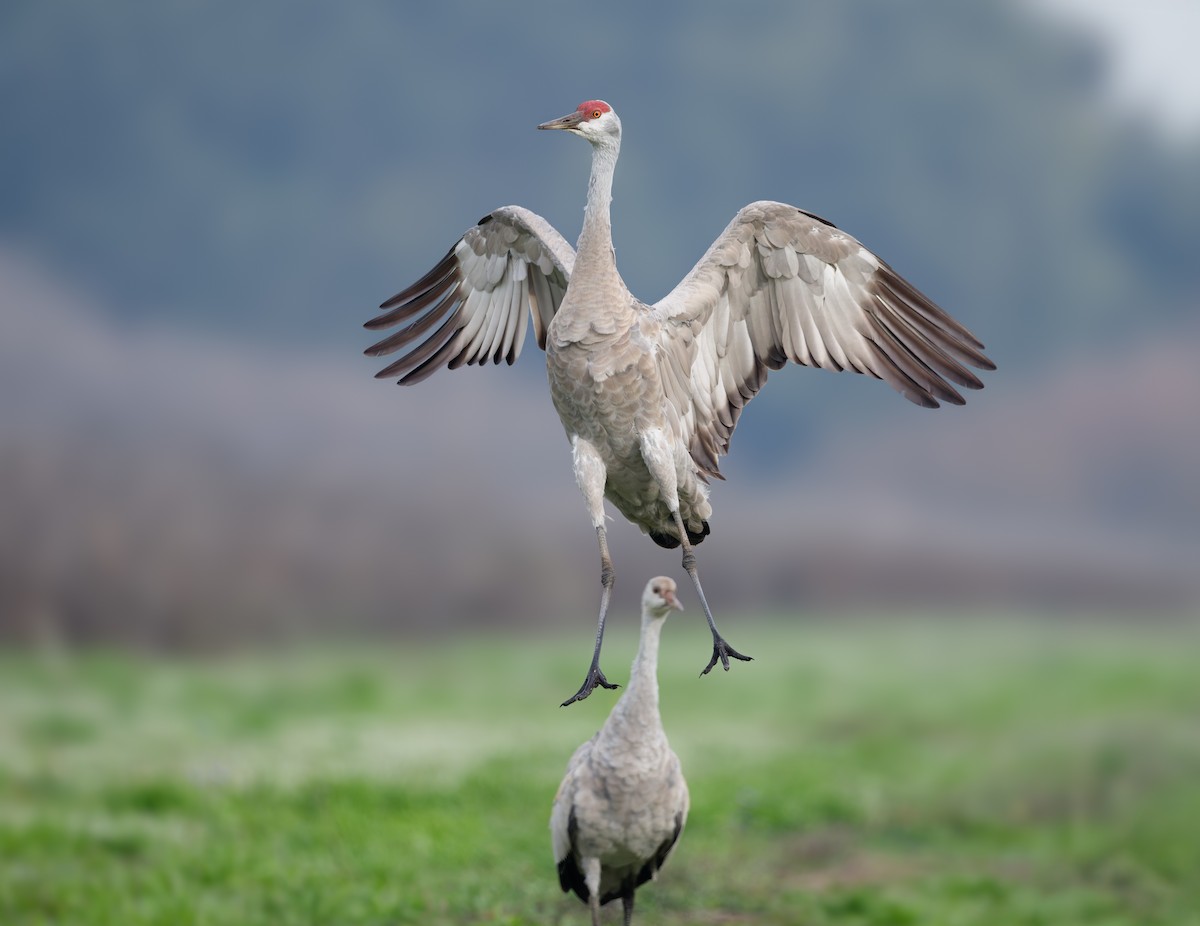 Grue du Canada - ML645161378