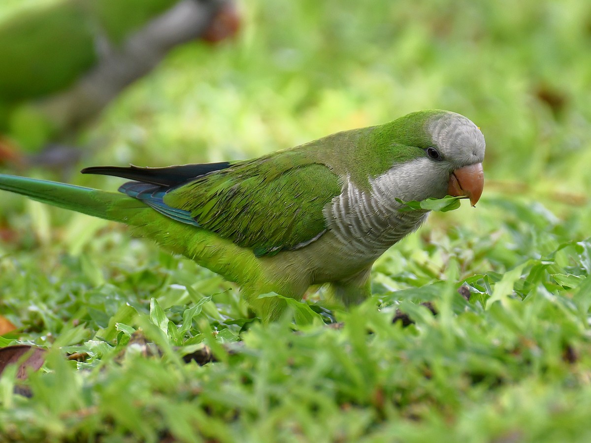 Perriche veuve - ML645161379