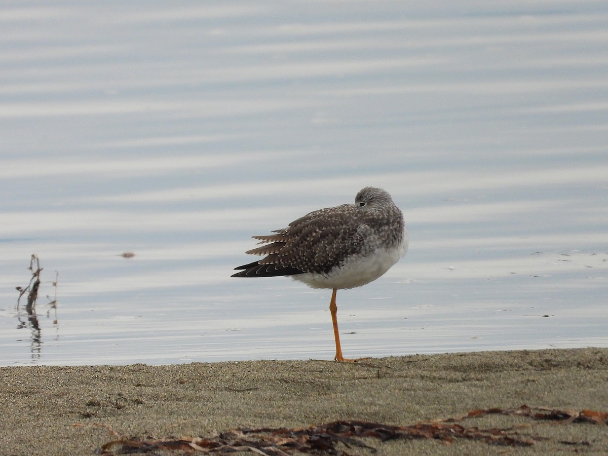 Greater Yellowlegs - ML645161387