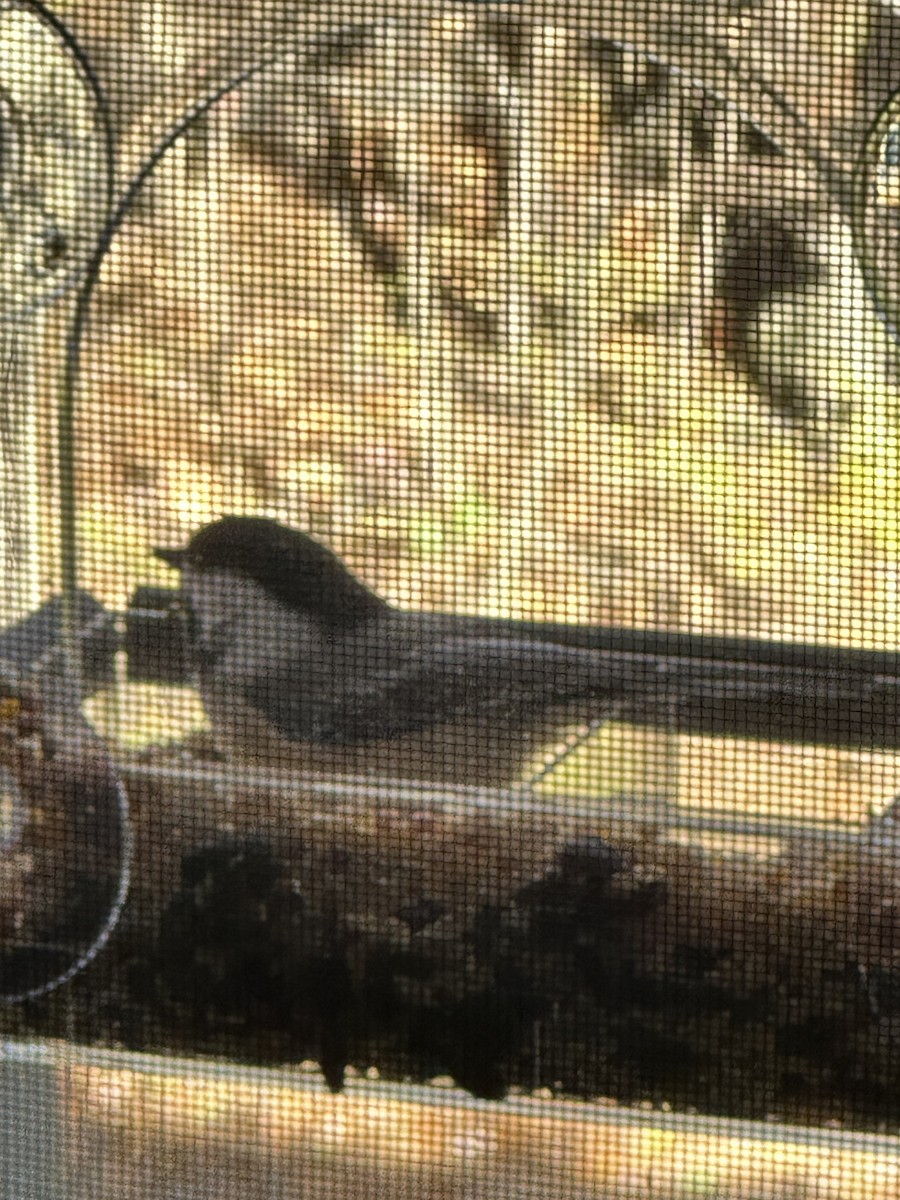 Black-capped Chickadee - ML645161388