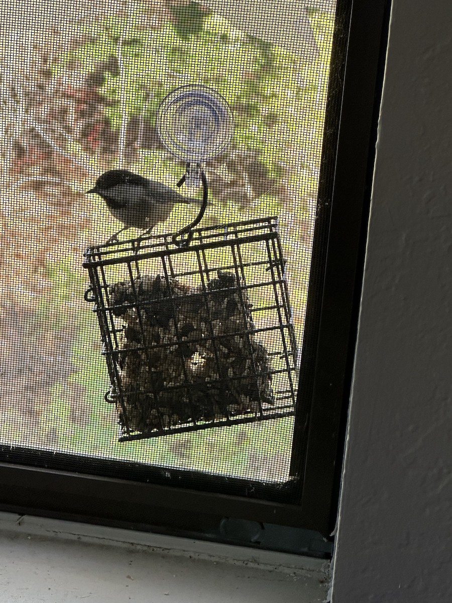 Black-capped Chickadee - ML645161389