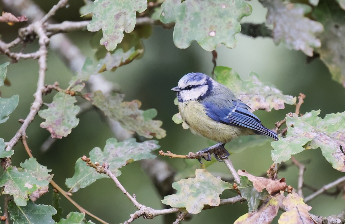 Eurasian Blue Tit - ML645161415