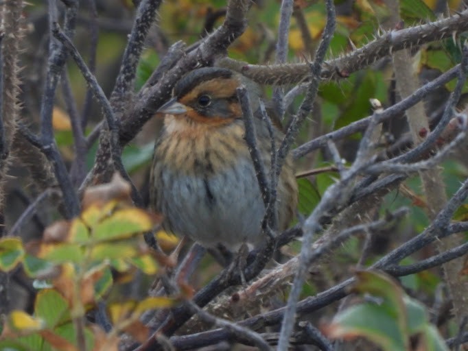 nålstjertspurv (subvirgata) - ML645161425