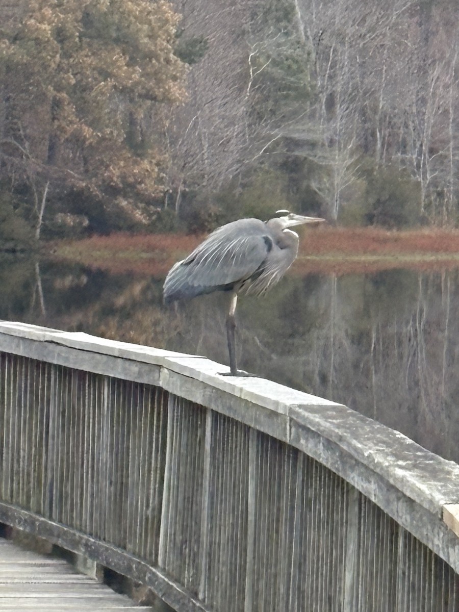 Great Blue Heron - ML645161428