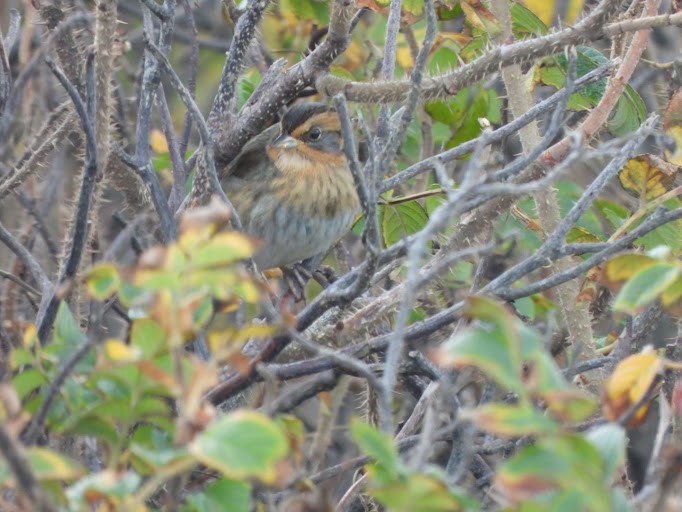 nålstjertspurv (subvirgata) - ML645161429