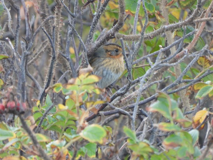 nålstjertspurv (subvirgata) - ML645161432